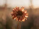 Fotografie van droogboeket in het gouden uur, warm terracotta