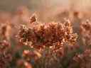 Fotografie van droogboeket in het gouden uur, warm terracotta