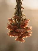 Fotografie van droogboeket in het gouden uur, warm terracotta