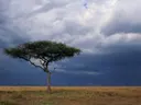Bomen