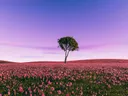 Alleenstaande boom in een uitgestrekt roze bloemenveld onder een paarse lucht.