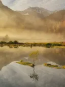 Eenzame boom op een klein eiland in een meer met ochtendnevel en herfstkleuren.