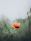 Close-up foto van een rode klaproos tussen wazig gras.