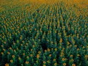 Luchtfoto van een groot zonnebloemenveld met rijen bloeiende zonnebloemen.