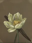 Emma Roberts Nelumbo Great Yellow 1885 van een onbekende meester: stilleven met bloemen