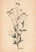 Botanische prent van Erigeron bloemen