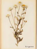 Herbarium illustratie van gedroogde bloemen