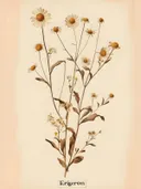 Botanische prent van Erigeron madeliefjes