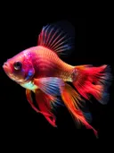 Exotische rood-blauwe vis met sluiervinnen