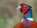 Close-up portret van een fazant met kleurrijke kop