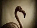 Studioportret van Flamingo en profil, tegen een geschilderd doek in creme