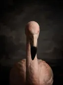 Studioportret van Flamingo van voren, tegen een geschilderd doek in houtskool
