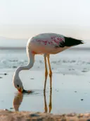 Flamingo die drinkt uit ondiep water met zijn spiegelbeeld zichtbaar.