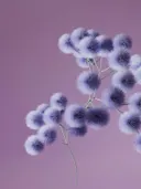 Tros wollige paarse bloemen tegen een lila achtergrond