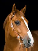 Galopperend paard in stofwolk