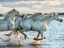 Groep witte paarden die door ondiep water galopperen.