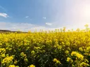 Uitgestrekt geel koolzaadveld onder een blauwe lucht met zon