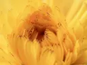 Extreme close-up van een gele bloem met zichtbare bloembladstructuur