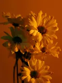 Gele bloemen in warm oranje licht