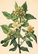 Botanische illustratie van gele bloemtrossen