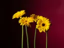 Vier gele gerbera's tegen een dieprode achtergrond