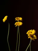 Gele gerbera's op lange stelen tegen een zwarte achtergrond
