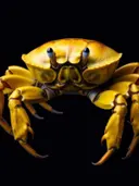Close-up van gele krab