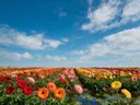 Landschapsfoto van gerbera bij volle zon, met een kikker op een blad