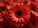 Macrofotografie van dauwdruppels op gerbera, glinsterlicht, vuurrood