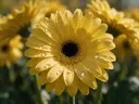 Macrofotografie van dauwdruppels op gerbera, regenboogglans, zonnegeel