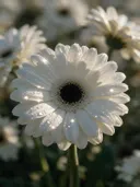 Macrofotografie van dauwdruppels op gerbera, sterrenglans, wit