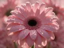 Macrofotografie van dauwdruppels op gerbera, sterrenglans, zachtroze
