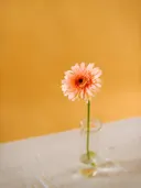Een zalmroze gerbera in een klein glazen vaasje op een linnen tafelkleed.