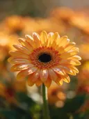 Fotografie van gerbera in volle zon