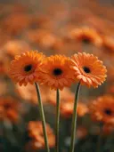 Fotografie van gerbera in volle zon