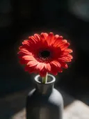 Fotografie van gerbera in volle zon