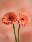 Fotografie van gerbera in volle zon, koraaloranje