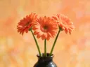 Fotografie van gerbera in volle zon, koraaloranje