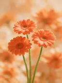 Fotografie van gerbera in volle zon, koraaloranje