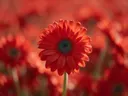 Fotografie van gerbera in volle zon, vuurrood