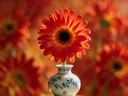 Fotografie van gerbera in volle zon, vuurrood