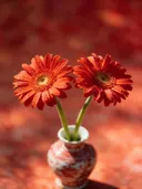 Fotografie van gerbera in volle zon, vuurrood