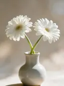 Fotografie van gerbera in volle zon, wit