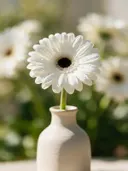 Fotografie van gerbera in volle zon, wit