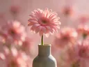 Fotografie van gerbera in volle zon, zachtroze