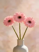 Fotografie van gerbera in volle zon, zachtroze