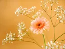 Een roze gerbera omringd door takjes wit gipskruid tegen een okerkleurige achtergrond.