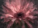 Gerbera van dichtbij in oudroze, schilderij van gerbera van dichtbij