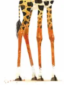 Close-up van de gevlekte poten van een giraffe