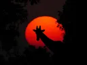 Giraffe silhouet bij rode zon